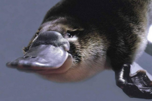 Gdzie mieszka na ścianie i jaki rodzaj bestii?